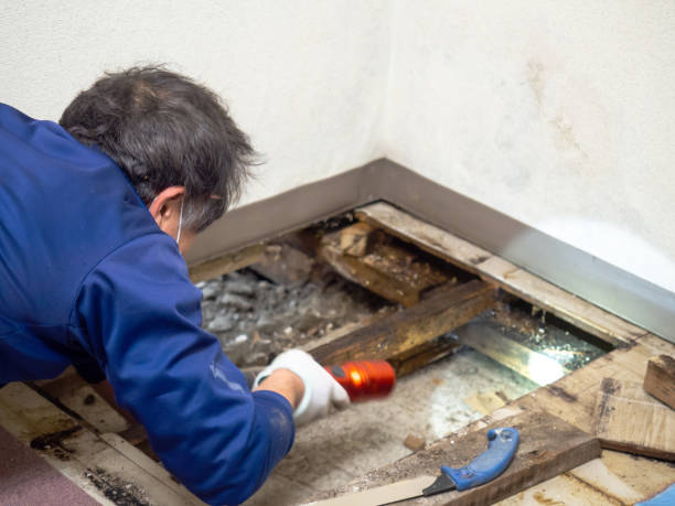 Best Mold Damage Repair  in Beach, ND