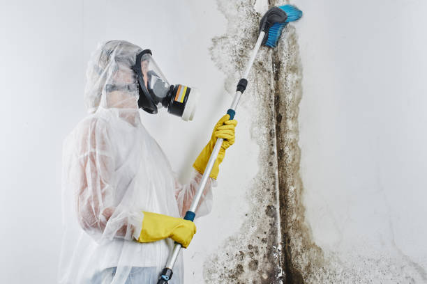 Best Fast Mold Removal  in Beach, ND