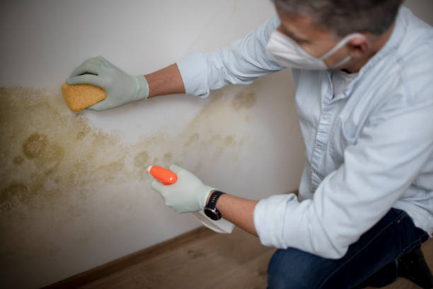 Best Professional Mold Removal  in Beach, ND