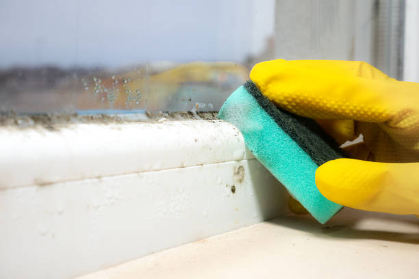 Best Toxic Mold Removal  in Beach, ND