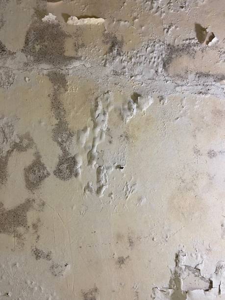 Mold Removal Process in Beach, ND