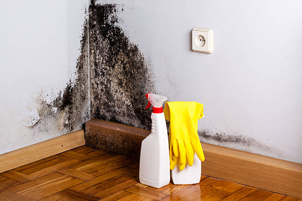 Beach, ND Mold Removal Company